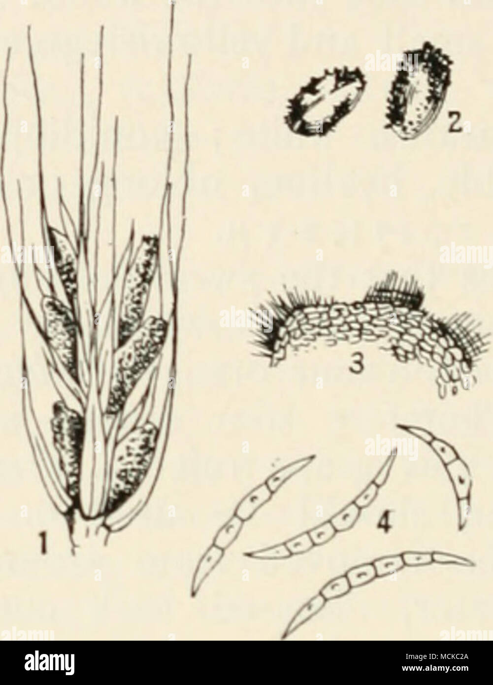 . Fig. 149.—Fusarium heterosporum. i, portion of an ear of rye showing diseased grains ; 2, diseased grains; 3. portion of a diseased grain showing the dense clusters of spores on its surface ; 4, spores. Fig. I nat. size ; remainder mag. Red mould of Wheat {Fusarium culmorum, W. G. Sm.) is said by Smith to attack wheat, forming cream-coloured, yellow or orange, subgelatinous masses on the ear, gluing the various parts together and preventing the development of the grain. The conidia are said to be larger than those of F. heterosporutn, fusiform, 3-5-septate, orange, soon break- ing up at the  Stock Photo