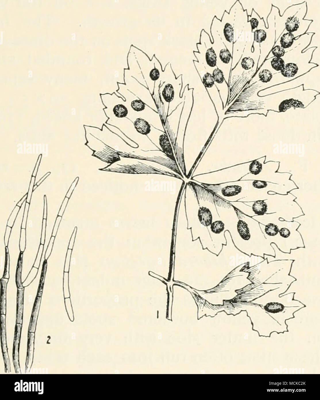 . Fig. 147.—Cercospora apii. i, celery leaf attacked by the fungus ; 2, fruit of fungus, highly mag. hyaline, almost cylindrical, a little thickened at one end, 3-10 septate, 50-80 X4 /x. Spraying with amraoniacal carbonate of copper solution is most efficient in checking the disease, if applied before the disease has advanced too far. The spores on diseased leaves live through the winter, and are capable of infecting a crop the following season, hence the leaves should be gathered and burned. Some portions of leaves, however, are certain to remain on the ground, and rotation of crops, where p Stock Photo