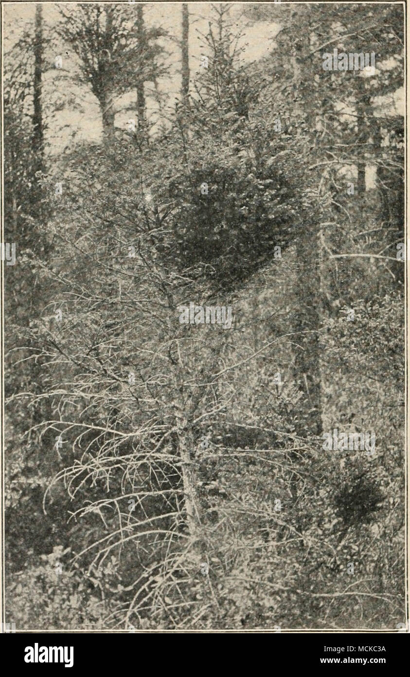 . Fig. 2.—a black spruce tree with a larce witches' broom caused by dwarf mistletoe. Stock Photo
