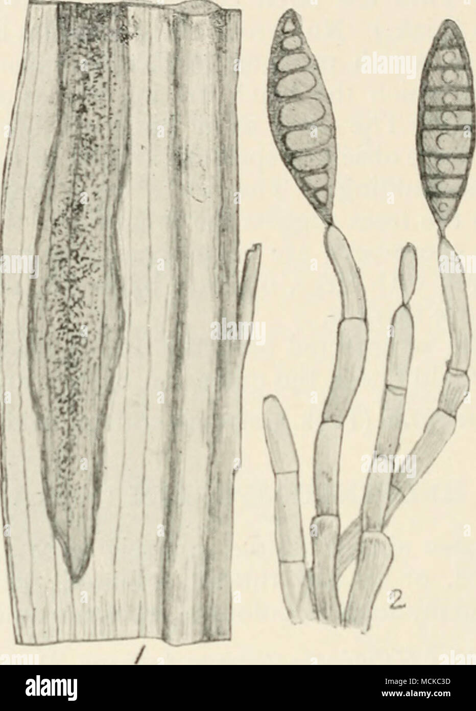 . Fig. 144.—Helmiiitii.^sportuin tincuitm. i, portion of a maize leaf with fungus ; 2, a cluster of conidiophores, two bearing conidia, highly mag. brownish spots, septate, 150-180x6-9 /x; pale olive, apex almost colourless, often nodulose; conidia spindle-shaped, ends acute, 5-8-septate, pale olive, 80-140 x 20-26 /x. A difficult disease to check, perhaps burning the stubble after corn has been gathered, if practicable, would to a certain e.tent prevent future infection. Rotation of crops, however, would be the most certain method, and as maize impoverishes the soil to a great extent, this c Stock Photo