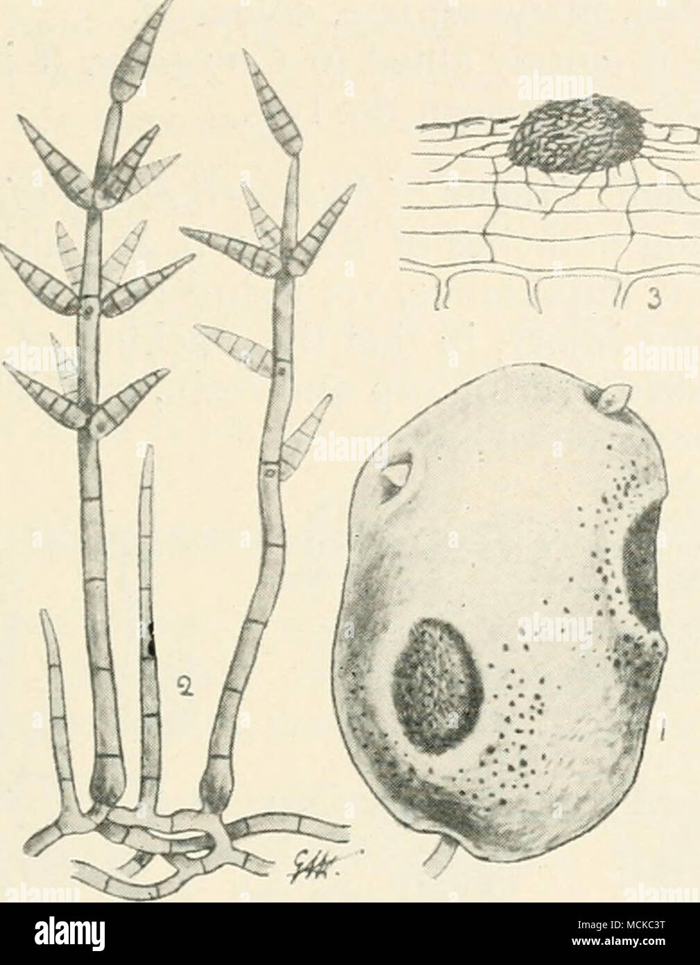 . Fig. 142.—Spondylocladitim atrovircns. i, po- tato showing patches of the fungus and micro- sclerotia ; 2, fruiting condition of the fungus ; 3, micro-sclerotium. 2 and 3 mag. dingy olive or brownish, up to 400 /x high; conidia elongato- ovate, apex narrowed, 5-7-septate, arranged in whorls, coloured like the stem, 30-50X6-9 i. Potatoes bearing sclerotia or showing the sunken areas characteristic of the disease, should not be used for sets. Land that has produced a diseased crop should not be again planted with potatoes for some years. Lime or kainit would probably assist in destroying scle Stock Photo