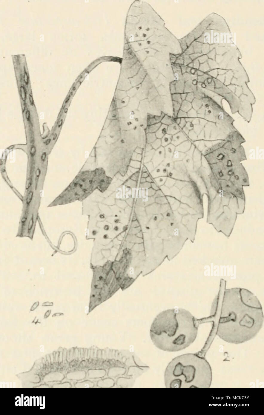. 5L&gt; KiG. 135. —r;A'(('j/();7//w ampi-h&gt;plui i^iii)i. i, appearance of disease on stem, leaves, and tendrils of vine ; 2, diseased grapes ; 3, section of jjustule of fungus on young grape; 4, conidia. Kigs. I and 2 natural size ; remainder mag. spots scattered over the fruit. When one grape in a bunch is infected, the disease spreads rapidly until every grape is attacked, the spores being washed by rain from one fruit to another. Diseased fruit often becomes contorted and much cracked, exposing the pips, and finally shrinks and becomes mummified, sliil remaining hanging on the vine. Stock Photo