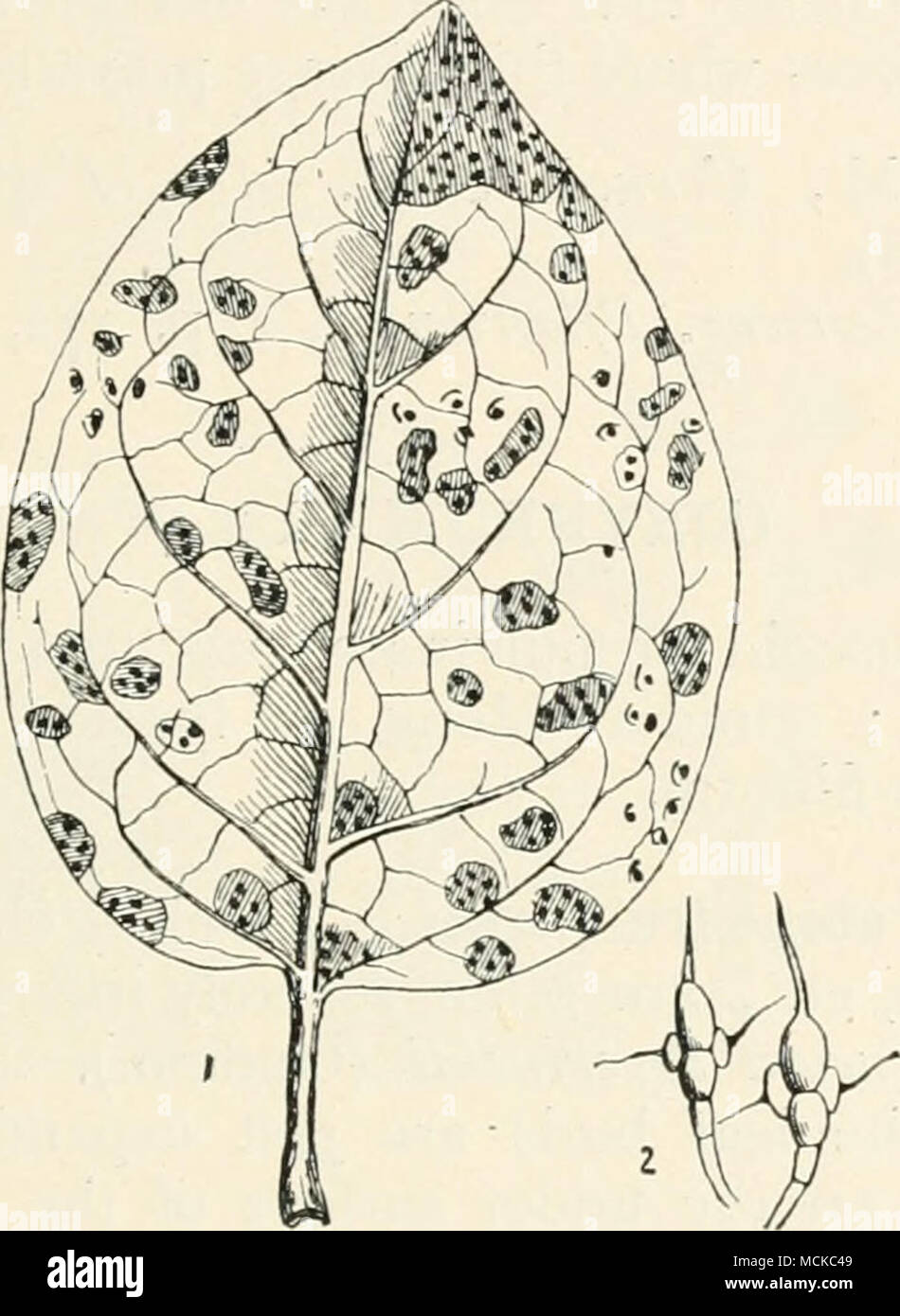 . Fig. 138.—Rntomosporiiim maculatum. i, quince leaf diseased ; 2, spores of fungus, highly mag. Spraying with Bordeaux mixture checks the spread of the disease. The dead, diseased leaves should be burned or buried, the diseased shoots should also be cut off. Duggar has the following remarks on this fungus. In the nursery the principal damage is done to seedling pears, and further injury is usually to be attributed to the leaf-spot, Septoria piricola. As previously mentioned, the budded stock is much less frequently affected by the leaf blight, Entomosporium juaculatum. Seedling pears througho Stock Photo