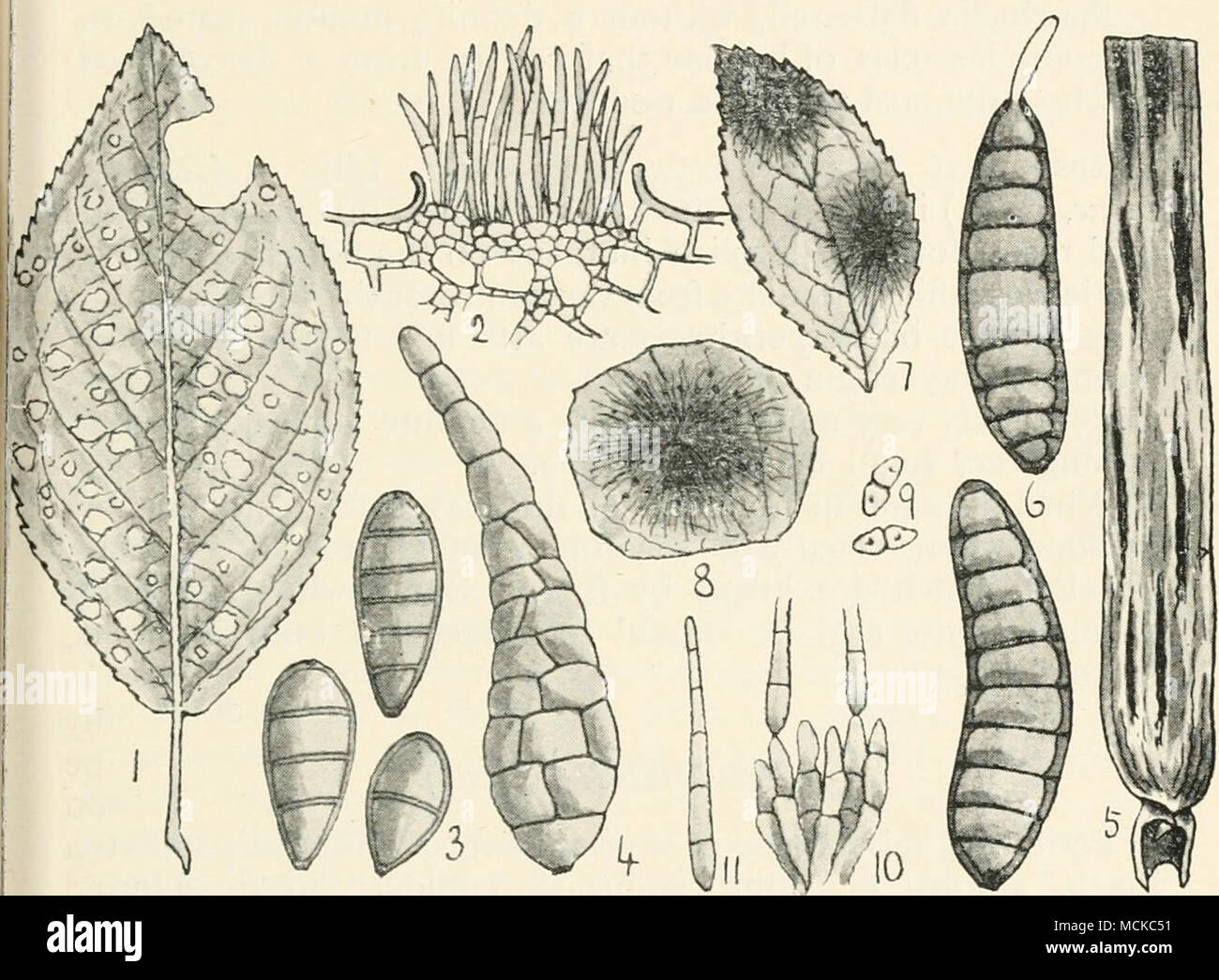 . Fig. 132. — Cylindrosporiiirn padi. i, spots caused by fungus on a plum leaf; 2, section through a pustule of conidia of same; 3, conidia of Exosforium tiliae ; 4, conidium of Sporodesmium brassicae; 5, Helminthosporium gram- inum on barley leaf; 6, conidia of same; 7, Aciinotnena rosae on rose leaf; 8, single blotch of same, showing perithecia ; 9, conidia of same; 10, conidiophores of Cercospora i-esedae; 11, single conidium of same. Figs. I, 5, and 7 about nat. size ; remainder highly mag. the grain by forming a blackish-brown, crust-like weft, which involves a portion or sometimes the wh Stock Photo