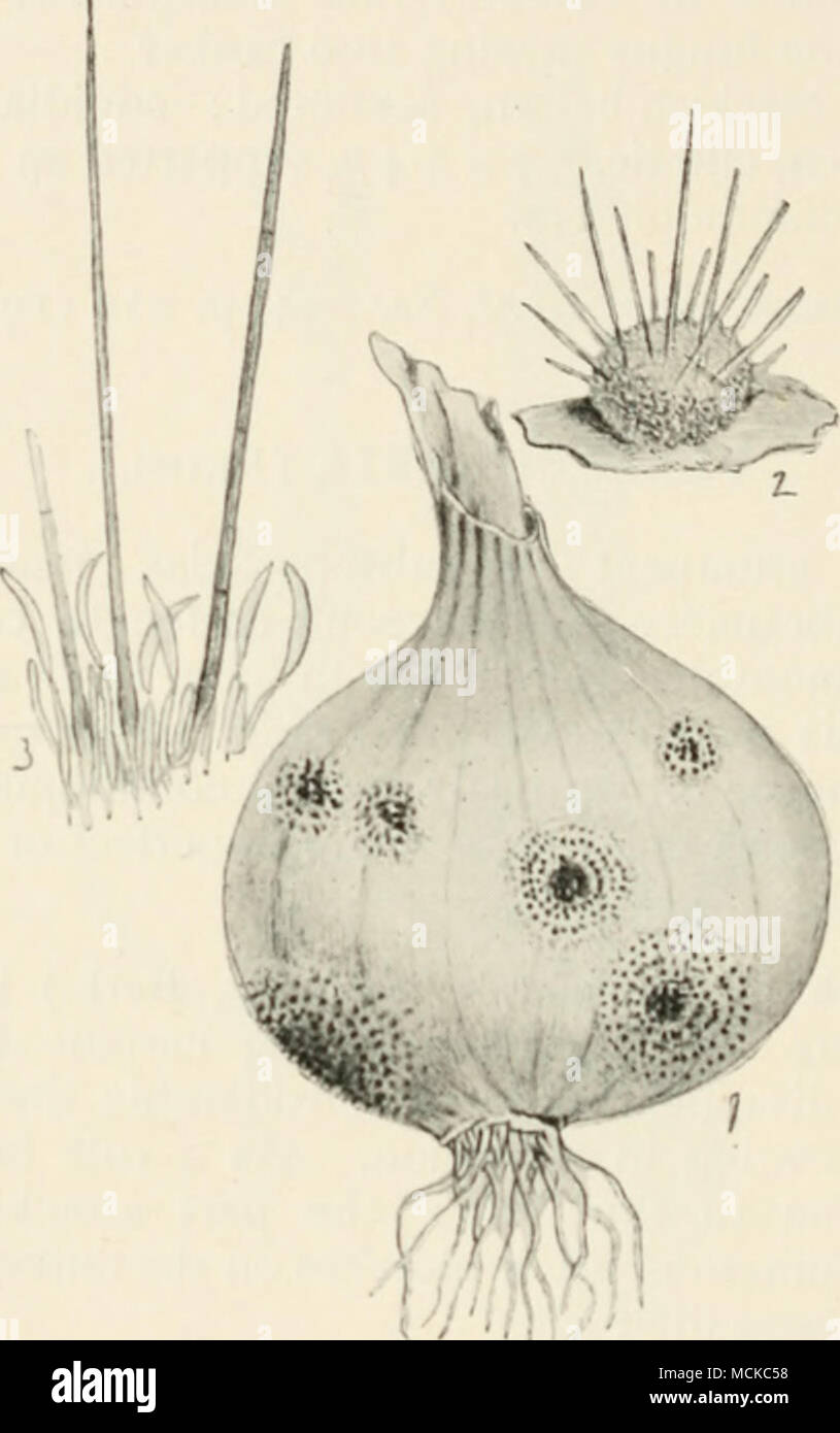 . Fig. 130. — Vermiculariacircinans. i, onion attacked by fungus; 2, one of the black tufts of the fungus; 3. portion of a tuft showing the conidia borne at the apex of slender conidiophores, also the long black spines. I&quot;it;s. 2 and 3 liighly mag. French potato scab.—Dr. Ducomet has described a disease of potatoes and tomatoes which when recurring on the tubers would come under our conception of scab, but which he terms 'dartrose.' The fungus causing the injury is VermUularia varians (Ducomet), The disease, although present, is not Stock Photo