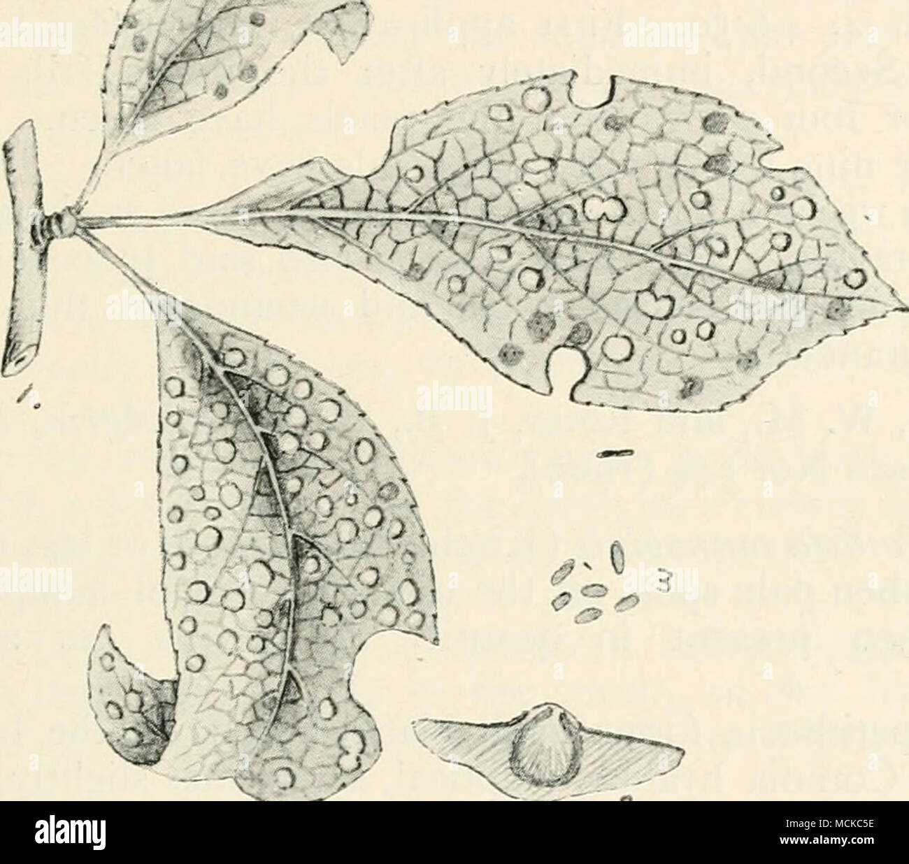 . Fig. 12^.âPhyllosticta frunicola. 1, apple leaves attacked by fungus ; 2, section through a perithecium embedded in the substance of the leaf; 3, conidia. Figs. 2 and 3 mag. Perithecia minute, immersed in the matrix, the mouth alone rupturing the epidermis, appearing as minute raised points; conidia hyaline, broadly elliptical, continuous, sur- rounded by a mucilaginous sheath which runs out at one end of the conidium as a hyaline appendage, which is apt to be overlooked, 8-10 x 5-6 ji. I have repeatedly met with perithecia containing conidia precisely similar to those described above, durin Stock Photo