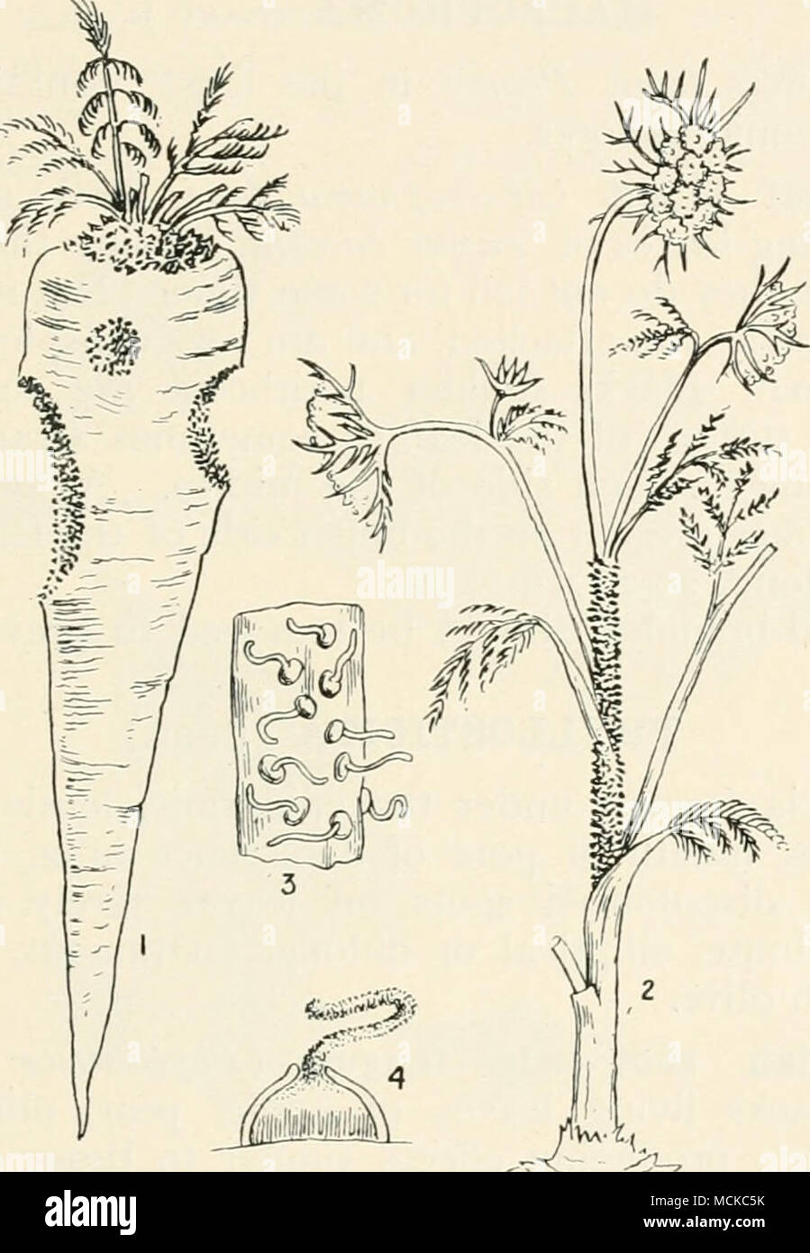 . Fig. 127.—Phoma sanguinolenta. i, diseased carrot; 2, diseased carrot flowering stem ; 3, portion of a diseased spot showing perithecia with the conidia escaping as a viscid tendril ; 4, section of a perithecium with the conidia oozing out in a tendril. Figs. 1 and 2 reduced; remainder mag. Phoma solanicola (Prill, and Del.) attacks the haulm of the potato, forming large, oblong, whitish or clear yellow spots, which eventually become dotted over with the minute, blackish perithecia of the fungus. When the lateral branches are attacked the leaves soon wither, and when several branches are att Stock Photo