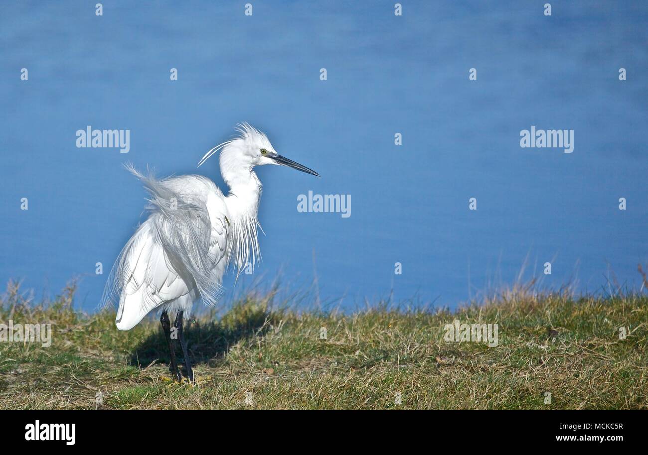 a little White Egret with ruffled feathers drying itself  at Lymington Marshes, New Forest, UK Stock Photo