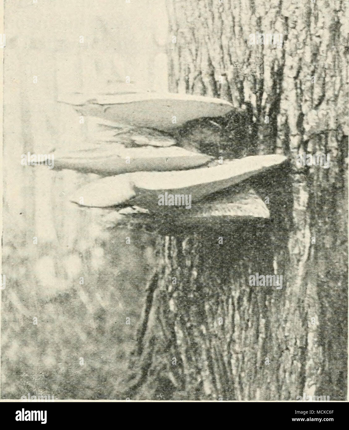 . Fig. 120.—Folyporus squamosiis. Parasitic on trunk of sycamore, much reduced. Red spruce disease {Polyportis Schweinitzii, Fr.) is a rare fungus in England, specimens of P. hispidus (Fr.) having an indication of a more or less central stem being usually mis- taken for it. In the United States, however, according to Schrenk, it is one of the most destructive species o{Folyporus, and is very common throughout the northern forests on the spruce and fir. 'Ihe red spruce, Ficea rul&gt;ens (Sarg.), is said to be attacked in a wholesale manner. The fungus attacks both old and young trees, entering  Stock Photo