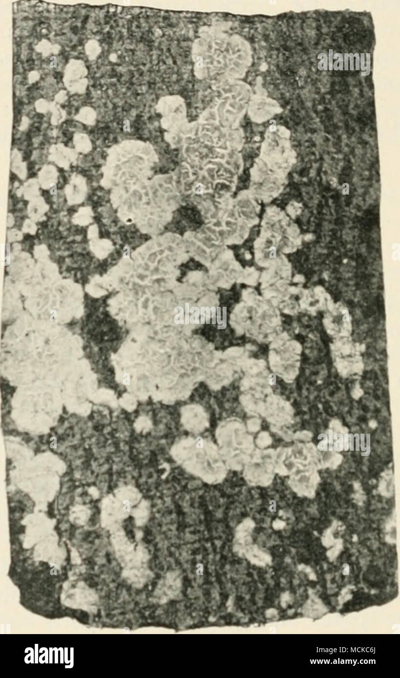 . Fig. 122. —Corliciiini scutcllorc. Fungus on wood, nat. size. ^stem. The fungus is at first usually superficial on the bark and can be scraped off without injury. The pink patch gradually extends, and may eventually cover the entire circumference of the tree and the bases of adjacent branches. In the case of young trees growing in wet districts the fungus appears to grow continuously, and kills off the bark uniformly. The side branches are ringed and killed, and the Stock Photo