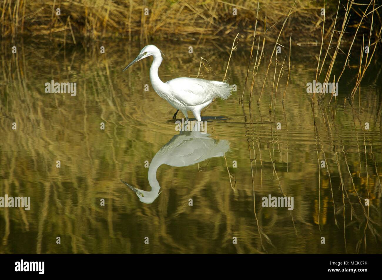 a little White Egret with reflection feeding in reed beds at Lymington Marshes, New Forest, UK Stock Photo
