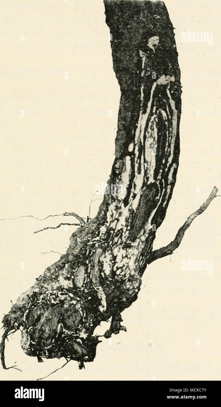 . Fig. 110. - Agaricus mellcus. Base of stem of young Scots fir killed by the fungus. A portion of the stem is cut away to show the dense white layers of mycelium under the bark. These rhizomorphs radiate in every direction in the soil, growing by the tip only, and eventually attack the roots of other trees, by dissolving the cortex and giving origin to a sheet of white mycelium between the wood and the bark as described above. Stock Photo