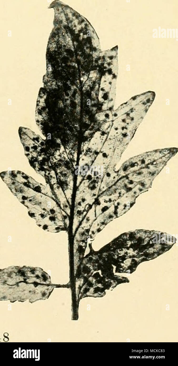 . Fig. Ui Septoria Leaf-spot of Tomato From M. T. Cook's Diseases of Tropical Plants, by permission of Macmillan &amp; Co. Stock Photo
