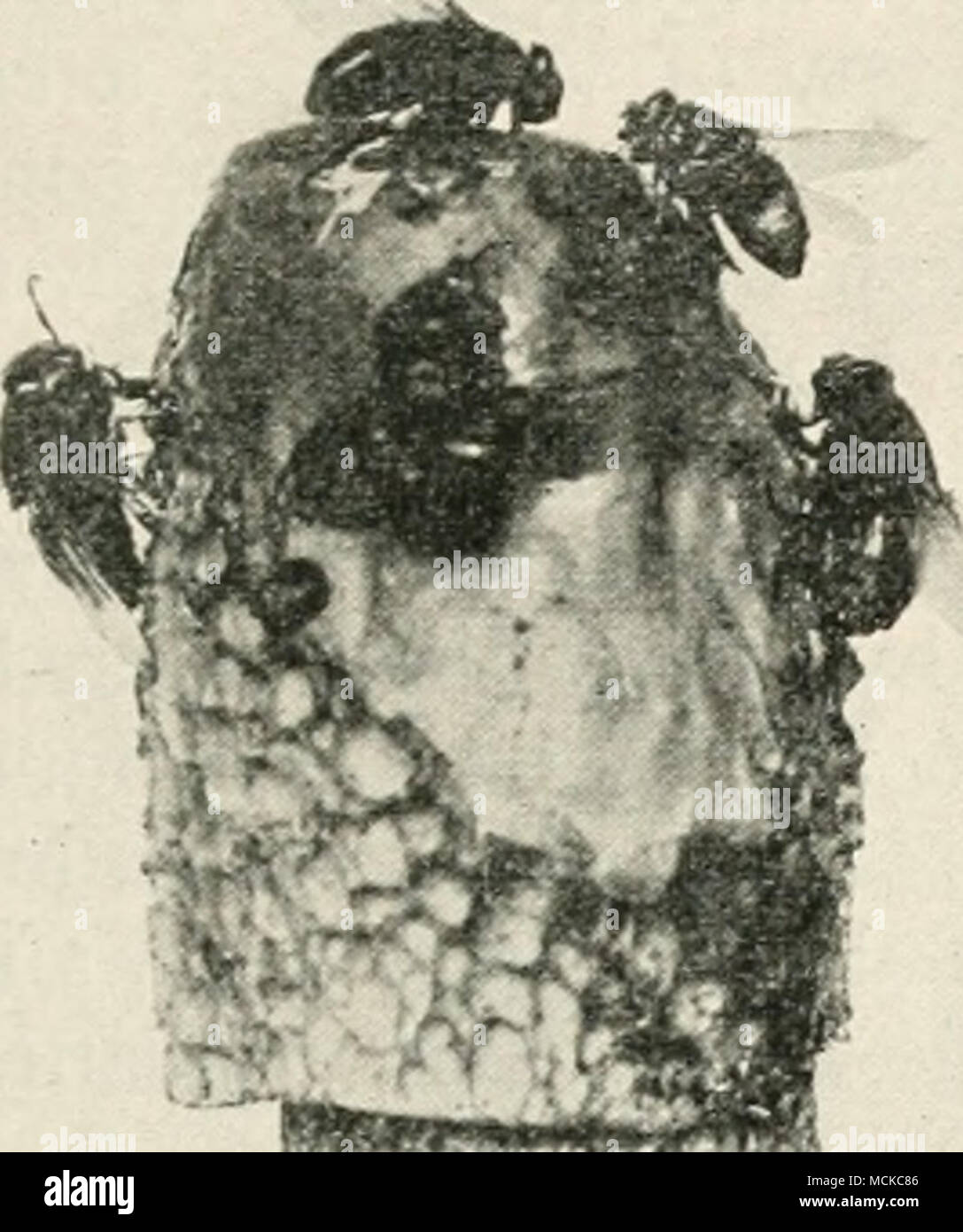 . Fig. 107.—Ithyphallus caniinis. Hymenium of fungus partly covered with olive mucus, in which the very minute spores are embedded. Several flies are present feeding on the mucus. Nat. size. smell. The fungus will be readily recognised by the aid of the accompanying illustration. Mixing the soil with quicklime kills the mycelium. Istvanffi, G., Ann. de rinst. Atnpelog. Roy. Hongrois, 3 (1904). AGARICACEAE The members of this group come under the category of mushrooms and toadstools, in common parlance, and are z Stock Photo
