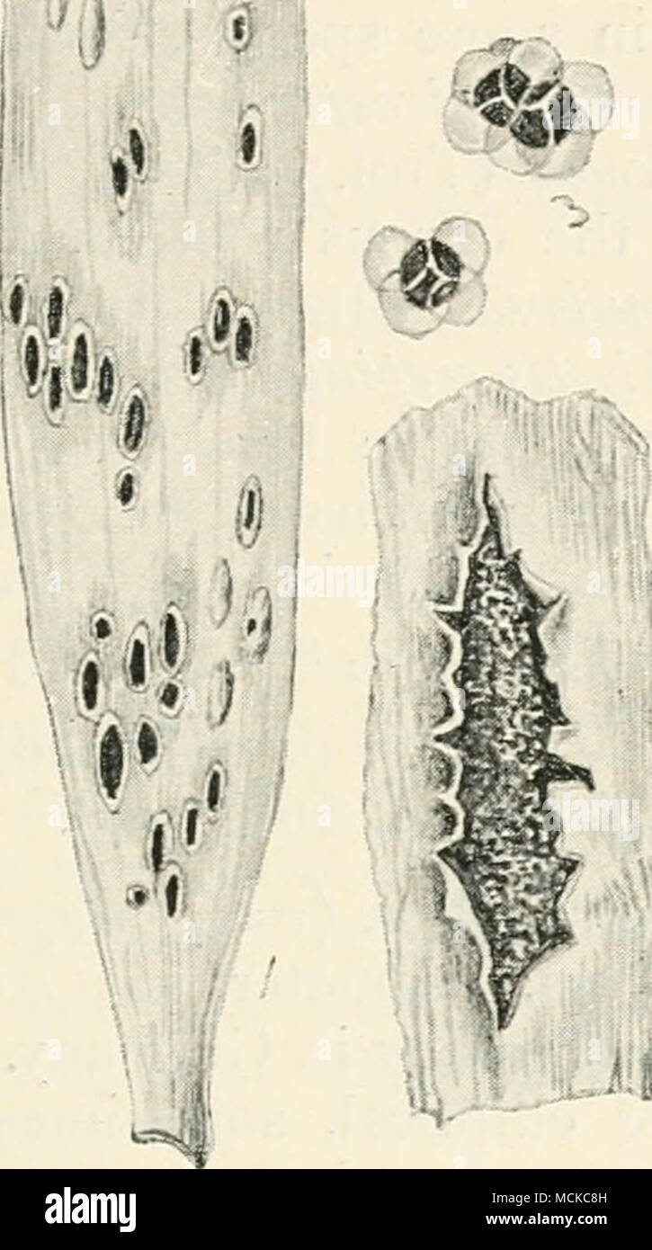 . Fig. 105.—Urocystis colchici. i, portion of infected leaf ; 2, a single sorus, slightly mag. ; 3, spores, highly mag. ColcMcium smut {Urocysiis cokhici, Rab.) forms long rows of black, powdery streaks on the leaves of colchicum— Colchiaun autum/ta/e, Muscari racemosu/n, M. comosum, Scilla Infolia, Allium rotundi/m, A. cepa, A. tnagiatm, and Paris quadrifolia. Spore-clusters globose or oblong, 20-33 X 16-20/x; central fertile spores chestnut-brown, sterile peripheral cells pale yellowish-brown, small. Gladiolus smut {Urocystis gladioli, Smith) sometimes attacks the corms of cultivated kinds o Stock Photo