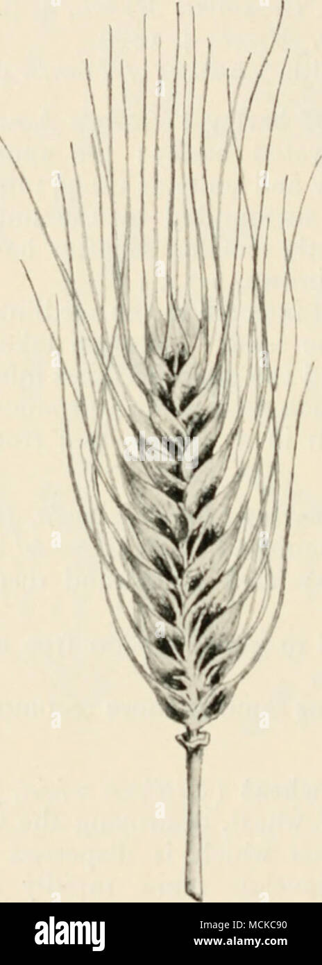 . Yr,. 102. - Kar of barley attacktd by Lhtilago hordci. species ; Gagea lutea, also in species of Muscari, Believalia, etc. The mycelium of the fungus is perennial in the stem or cushion of the bulb, and from thence passes up the flower- stalk and into the anthers or ovary each year; hence when a plant is once infected it remains so for all time, and it is advisable to remove such bulbs, as the flowers are unsightly Stock Photo