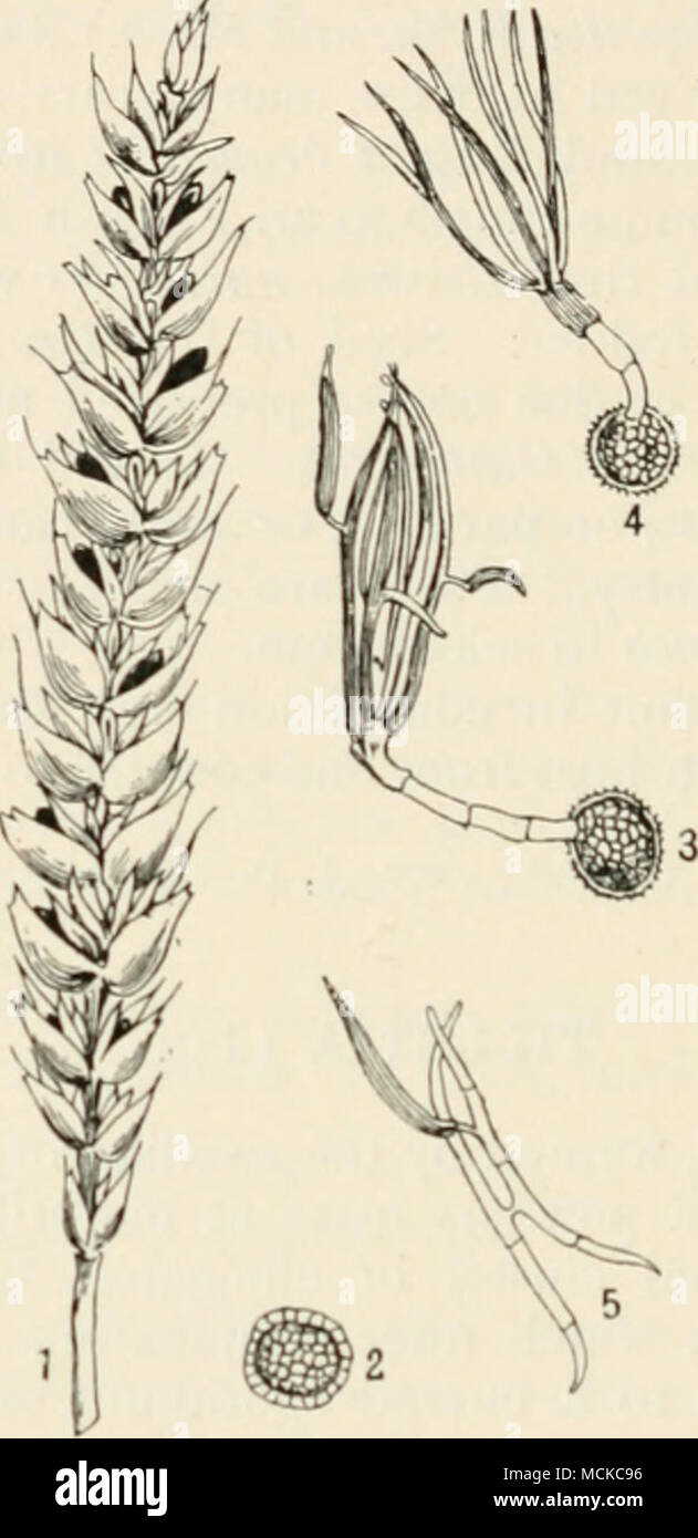 . Fig. 103.â Tilletia tritici. I, ear of wheat diseased ; 2, spore ; 3 and 4, spores germinating and producing a gcrm-&quot;tul)e, bearing a cluster of secondary spores at its apex ; 5, two secondary spores tiiat iiavc conjugated or become united by a siiort transverse neck ; one of the secondary spores has produced a conidium. Figs. 2-5 highly mag. (Figs. 3-5, after Brefeld.) Wheat sown in the spring is always more smutted than when sown in the autumn. Brefeld, Uutcrs. aus dcm Gesatnn. dcr Mykol., 5, p. 146. Tilletia levis, Kiihn {â =Tille/ia foetefis, Arthur), develops in the ovary of wheat, Stock Photo
