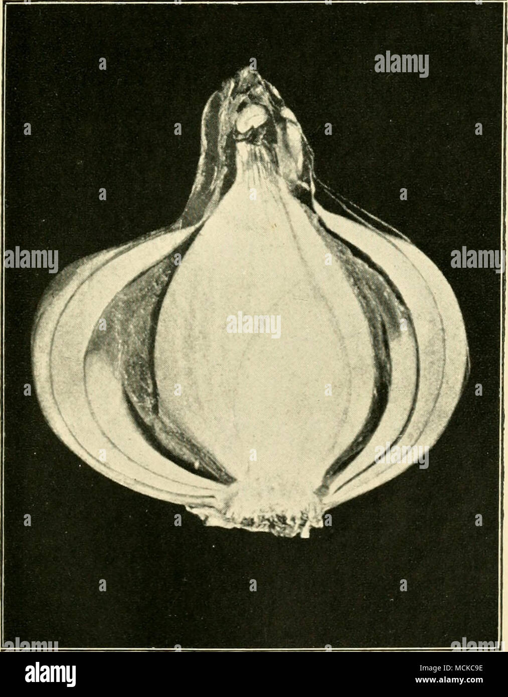 . Fig. 141 Bacterial Rot of Onion Bull. 164, New York Agri. Expt. Sta. Stock Photo