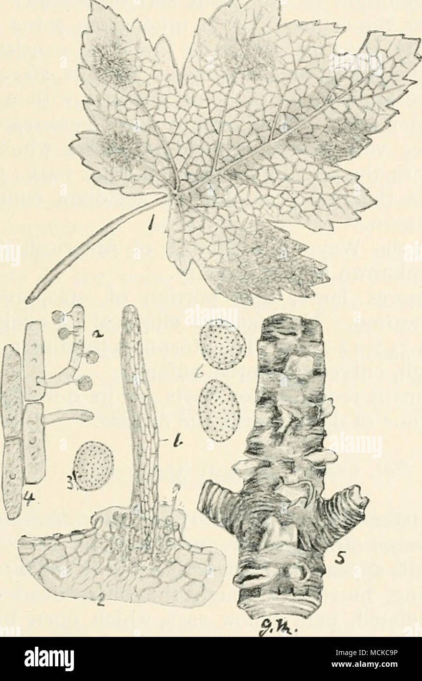 . Fig. 96.—Cronartium ribicohint. i, uredo and teleuto- spore stages on leaf of black currant; 2, uredospores, (Z, and teleutospores, b, cemented together in a column ; 3, uredospore ; 4, teleutospores, two of which are germi- nating ; 5, aecidia on bark of Weymouth pine; 6, aecidiospores. Figs, i and 5 nat. size, remainder highly mag. aggregated into a column which springs from the sorus of uredospores. Weymouth pine rust {Cronartium ribicolum, Deitr. = Peridermium sirobi, Kleb.).—The aecidium stage of this Stock Photo