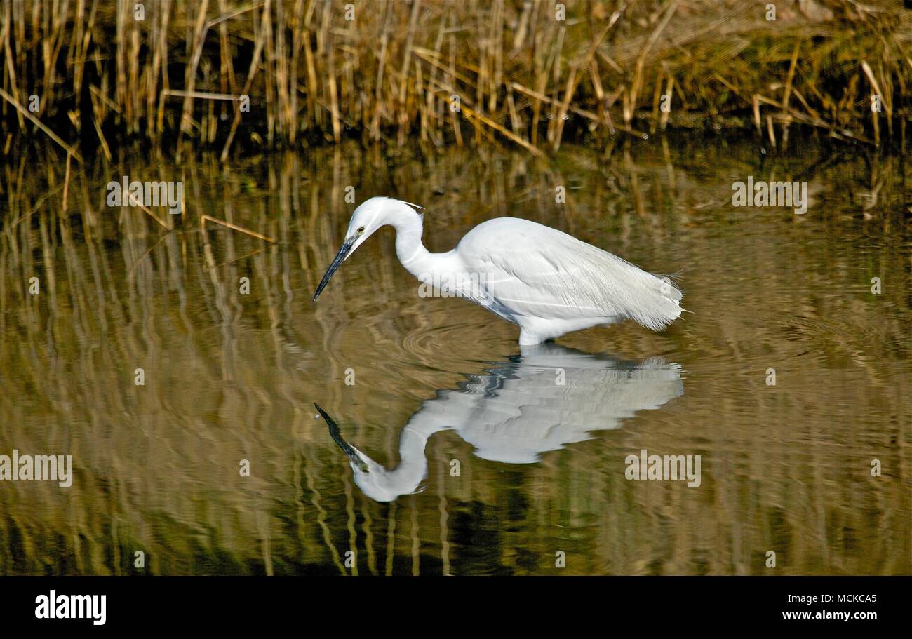 a little White Egret with reflection feeding in reed beds at Lymington Marshes, New Forest, UK Stock Photo