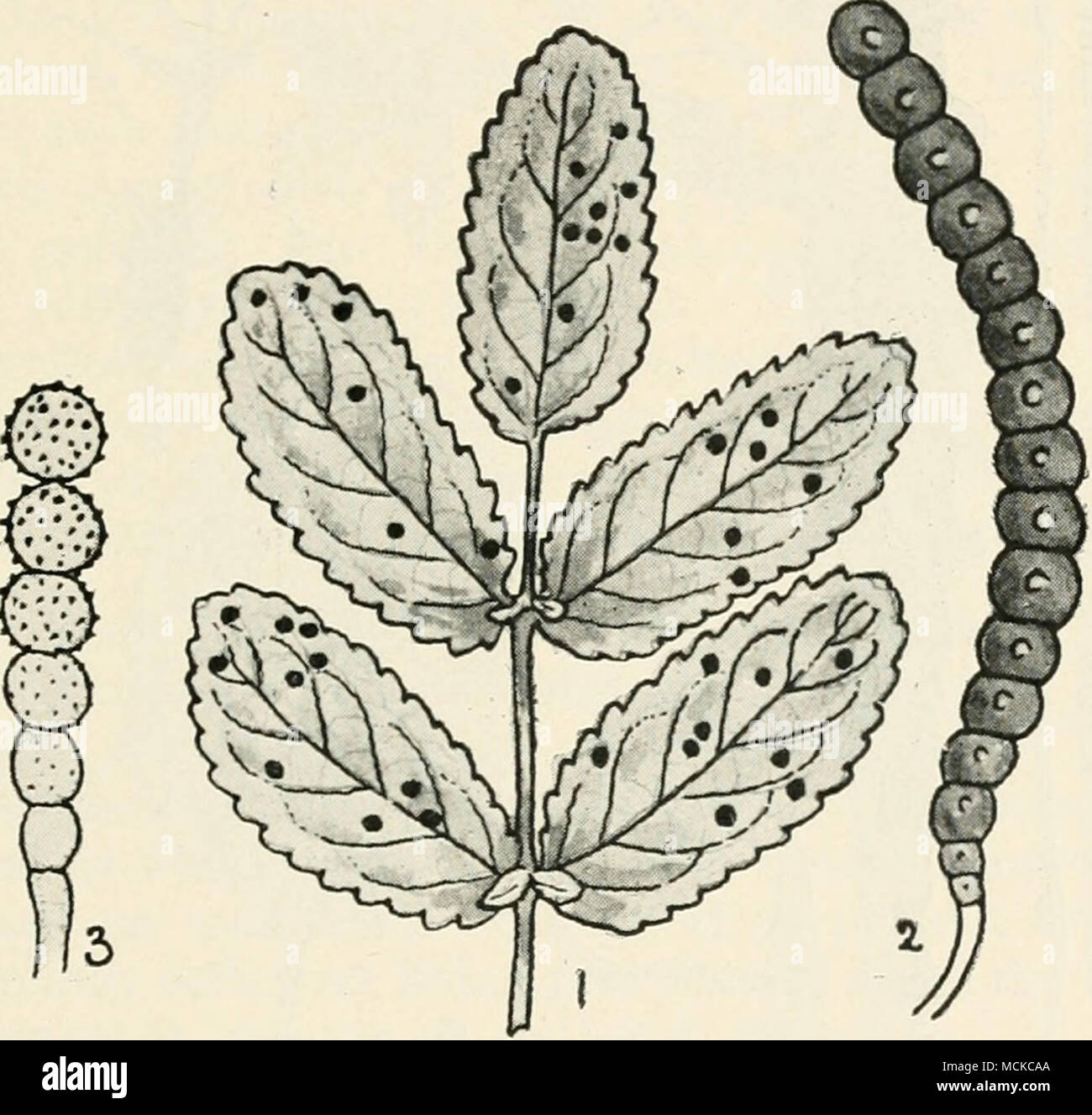 . Fig. 94.—Xenodochtiscarbonarius. i, teleutospore pustules on Burnet saxifrage, nat. size; 2, a single teleutospore, highly mag, ; 3, a chain of uredospores, highly mag. Teleutospores cylindrical or worm-like, often curved, composed of 10-20 globose cells, much constricted at the septa, smooth or minutely warted towards the apex, dark brown; individual cells 15-20 /x diam.; stalk short, hyaline. GYMNOSPORANGIUM (Hedw.) Teleutospores forming large subgelatinous masses, oozing out from the bark of the matrix (always Junipers in this Stock Photo
