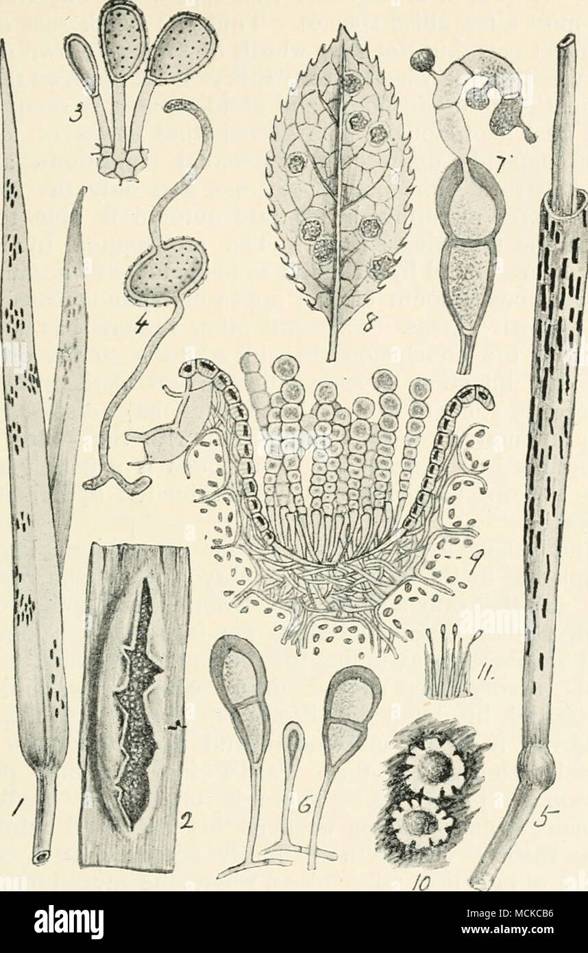 . Fig. 89—Pucchiiagraminis. i, wheat leaves with uredo pustules ; 2, a uredo sorus ; 3, uredospores in different stages of development; 4, uredospore germinating ; 5, culm of wheat with teleutospore sori; 6, teleutospores in different stages of development ; 7, teleuto- spore that has germinated and produced a germ-tube bearing three sporidiola or secondary spores ; 8, barberry leaf with clusters of aecidia ; 9, section of an aecidium with chains of aecidiospores ; 10, two aecidia ; 11, spermatia from a spermogonium. Figs, i, 2, and 8 reduced, remainder variously mag. Stock Photo