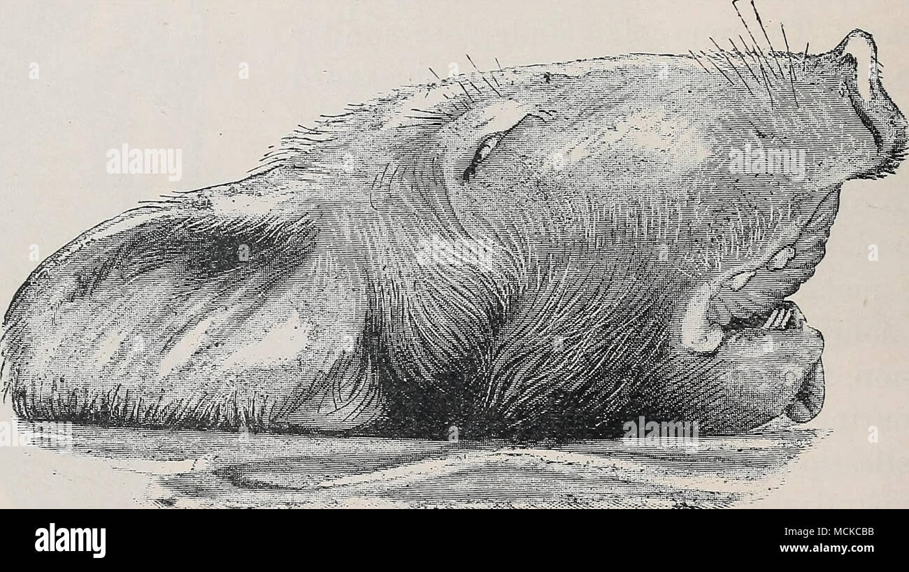 . Fig. 5.—Head of a pig suffering from osseous cachexia. and recover. With constant decubitus, however, the animal falls off greatly, becoming emaciated and weak, the appetite may fail altogether, and the patient is worn out by the persistent fever, nervous exhaustion and poisoning from the numerous bed-sores . . which are common over the bony prominences. It is in these last conditions, above all, that fractures and distortions of the pelvic bones, and less frequently of the bones of the legs occur.&quot; &quot; The disease may advance for two or three months, and in case of pelvic fractures  Stock Photo