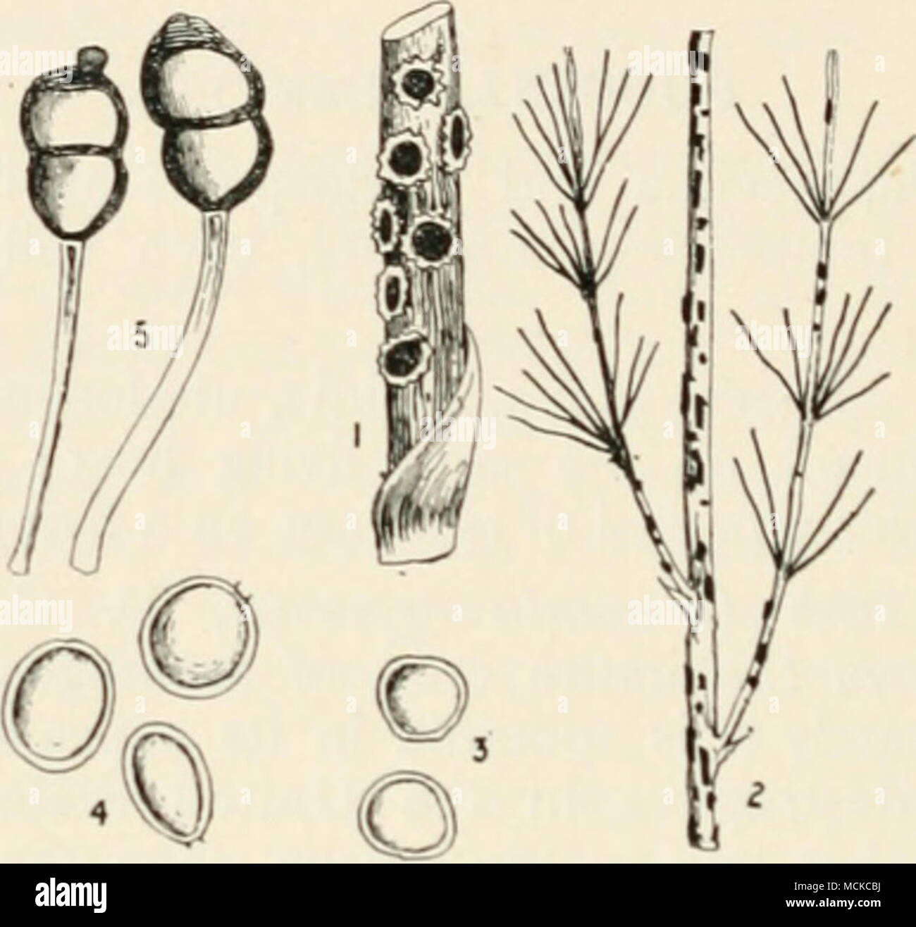 . I'iG. 87.—Puccinia asparagi. 1, aecidium stage on a young shoot of asparagus ; 2, teleutospore stage on a summer plant; 3, aecidiospores; 4, uredospores; 5, teleutospores. l*&quot;ig- 2 reduced, remainder variously mag. bright orange spores. The pustules of summer-spores and winter-spores develop at a later stage, and arc mostly con- fined to the leaves, where they appear under the form of minute brown or blackish pustules which soon become powdery. I. Forming large orange patches on stem and leaves. Spores subglobose, minutely warted, pale yellow, 35-45 X 18-25 /i. II. Small brown pustules  Stock Photo
