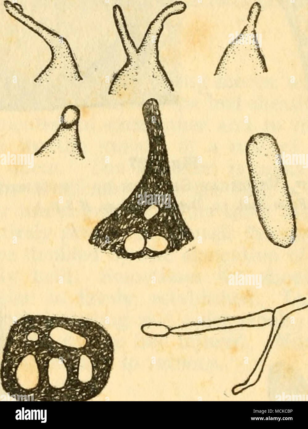 . Fig. 129 Cytospora Sacchari : Surface and Sectional Views of Pycnidia Spore and Sporophore From Memoirs, Dept. Agri., India project beyond the surface sufficiently to be readily seen, and to give a rough sensation when the linger is passed over them. During wet weather a minute yellowish globule of conidia exudes from the tip of the beak. The spores are cylindrical and slightly curved, obtuse at both ends, 3.5x1-1.5 microns. With the elimination of the susceptible varieties in Porto Rico no further evidence of parasitic activity on the part of this fungus has been seen. Leaf Sheath Rot Under Stock Photo