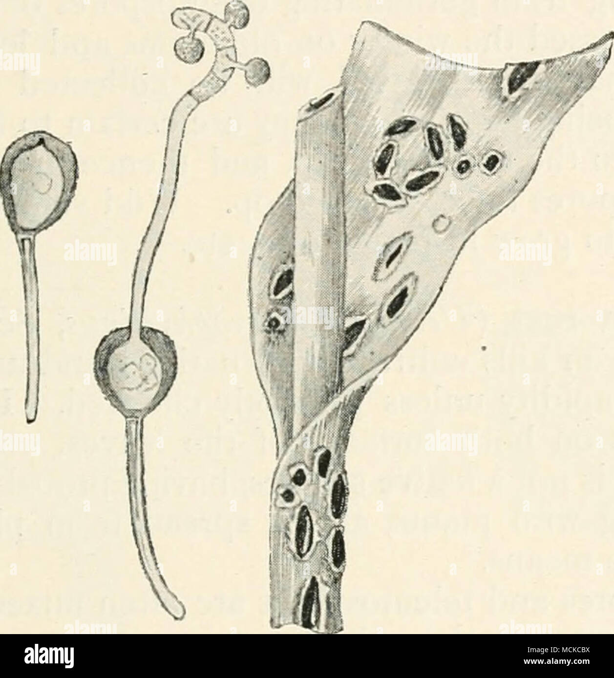 . Fig. 85. — Uromyces coh/iui. i, portion of a diseased Colchicum leaf; 2, teleutospores, one of vvhicli has germinated and produced a promycelium bearing three secondary spores. Fig. i reduced, Fig. 2 mag. dark brown, apex much thickened, with a small, hyaline, wart- like papilla, 26-35 X 20-26 /x. If the disease appears early, spray with Bordeaux mixture ; when the pods are formed, use permanganate of potash. Broad bean rust {Uromyces fabae, De Bary) is a parasite very common on the leaves and stems of broad beans, peas, also on various wild leguminous plants, vetches, etc. The aecidium stag Stock Photo