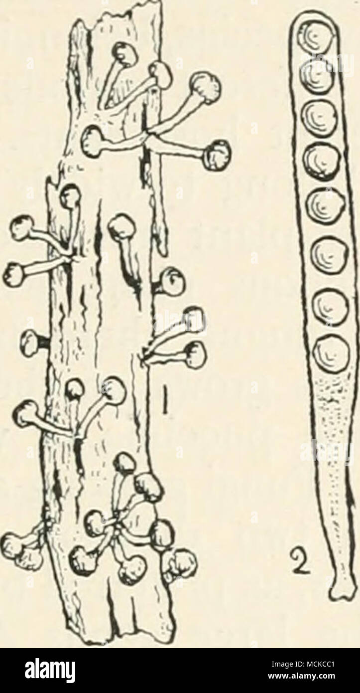 . Fig. 84.âRocsleria hypogea. i, fungus on root of vine ; 2, ascus with spores. Highly mag. the pest. Diseased vines should be removed, and the soil treated with lime to check the spread of the fungus in the soil. Hartig, Diseases of Trees (Engl, ed.), p. 83 (1894). Jolicoeur, Rap. sur le Malad. de la Vigne, connue dans la Marne sous le nom de 'â Morille'; Chalons-sur-Marne (1881). Prillieux, Malad. des Plantes Agric, 2, p. 466 (1897). Viala, Malad. de la Vigne, p. 211. UREDINACEAE The uredines or rusts are undoubtedly the most pro- nounced fungal parasites known. There is no single instance r Stock Photo