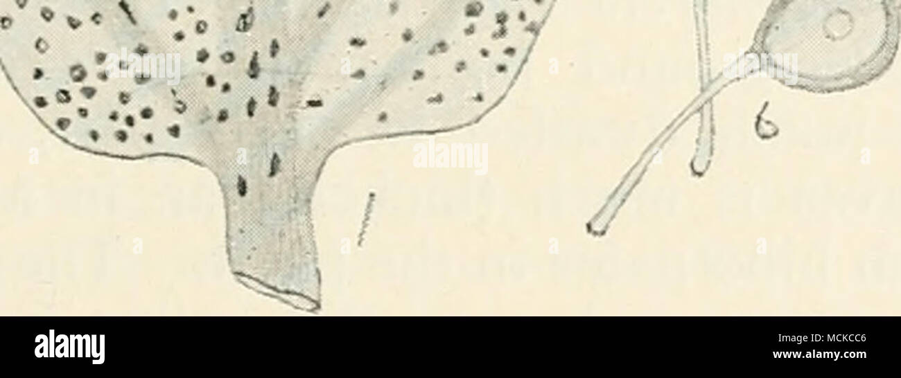 . Fig. S6. —Uromyces betae. i, portion of a mangold leaf dis- eased ; 2, portion of leaf with a cluster of aecidia; 3, section of portion of leaf with two uredospore pustules ; 4, aecidiospores ; 5, uredospores ; 6, teleutospores. Fig. i reduced, remainder mag. Uromyces betae as are our European plants. This I consider as one of the proofs that the fungus is by some means carried along with the plants to new countries. Now as beet or mangold is only introduced to new countries by means of seed, it follows that fungus spores must necessarily have been conveyed along with the seed. The disease h Stock Photo