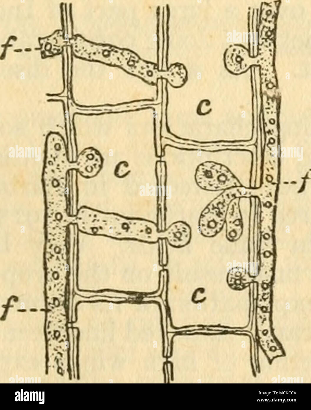 . Fig. 124 Thielaviopsis in Cells of Sugar-cane Stock Photo