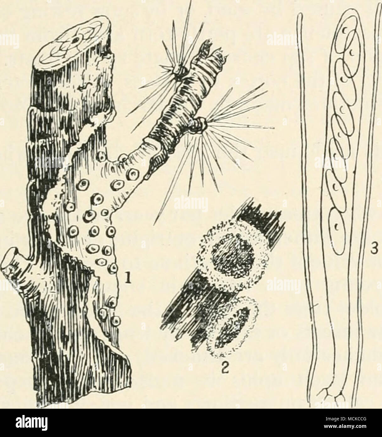 . Fig. %z.—Dasyscypha calycina. i, larch branch diseased ; 2, fungus causing disease ; 3, ascus with spores and paraphyses. Figs. 2 and 3 mag. branches of the mountain pine {Finns pumilio, Haenke), and the balsam fir {Abies ba/samea, Miller) suffers from this disease in the United States. The fungus is a wound parasite, as first indicated by Hartig ; this statement I have corroborated by over a hundred experiments on trees of various ages, and situated in different parts of the country. Fresh ascospores, that germinated readily in water, were placed on the bark of young branches, also in crevi Stock Photo