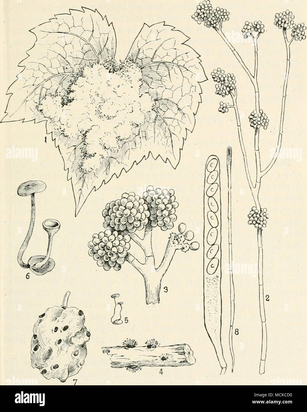 . Fig. ^-j.—Sclerotinia fuckeliana. i, vine leaf with Botrytis form of fungus ; 2, conidiophores of Botrytis ; 3, a head or cluster of conidia ; 4, sclerotia bearing Botrytis form of fruit ; 5, asclerotium bearing two ascophores ; 6, like fig. 5, on a larger scale ; 7, a shrivelled grape with sclerotia ; 8, ascus with spores. All e-xcept Fig. i mag. Ascophores yellowish-brown, 0-5-4 mm. across, stem slender, 2-3 springing from a small black sclerotium; spores lo-ii X6-7 /x. Stock Photo
