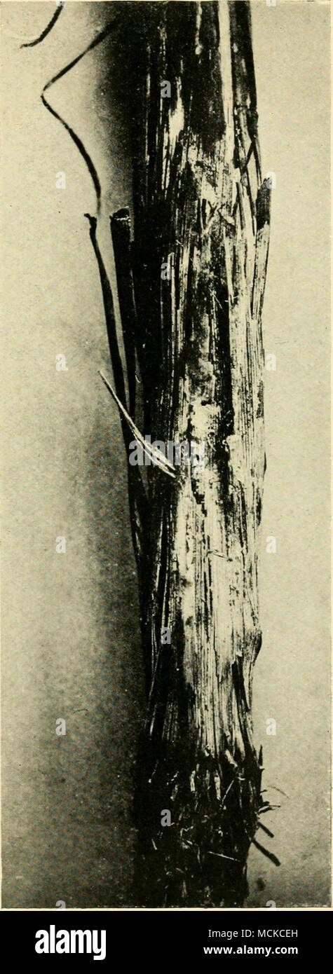 . Fig. 110 Marasmius Mycelium on Sugar-Cane Stock Photo
