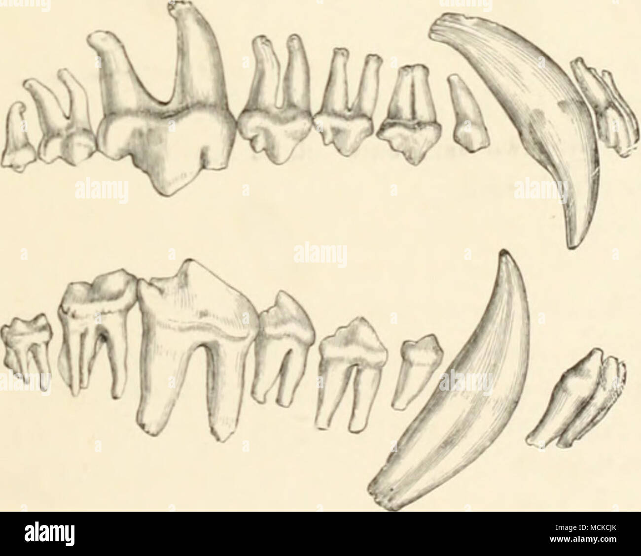 . /CC iC^ t u^/'t^^ Side view of the teeth of a Wolf. />/