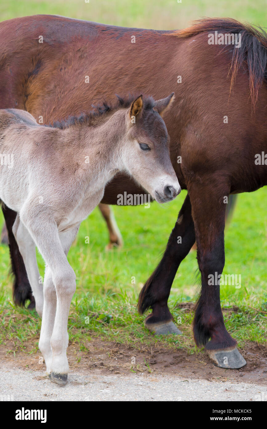 przewalski horses in the flood plains of the Waal river in the Netherlands Stock Photo