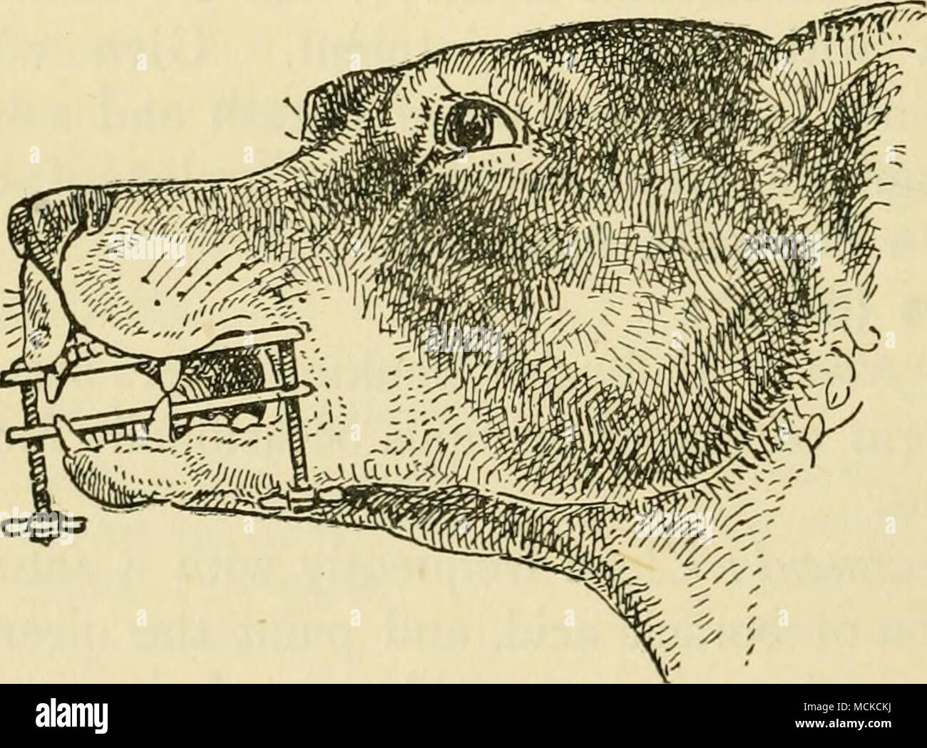What Dog Can Lock Their Jaw