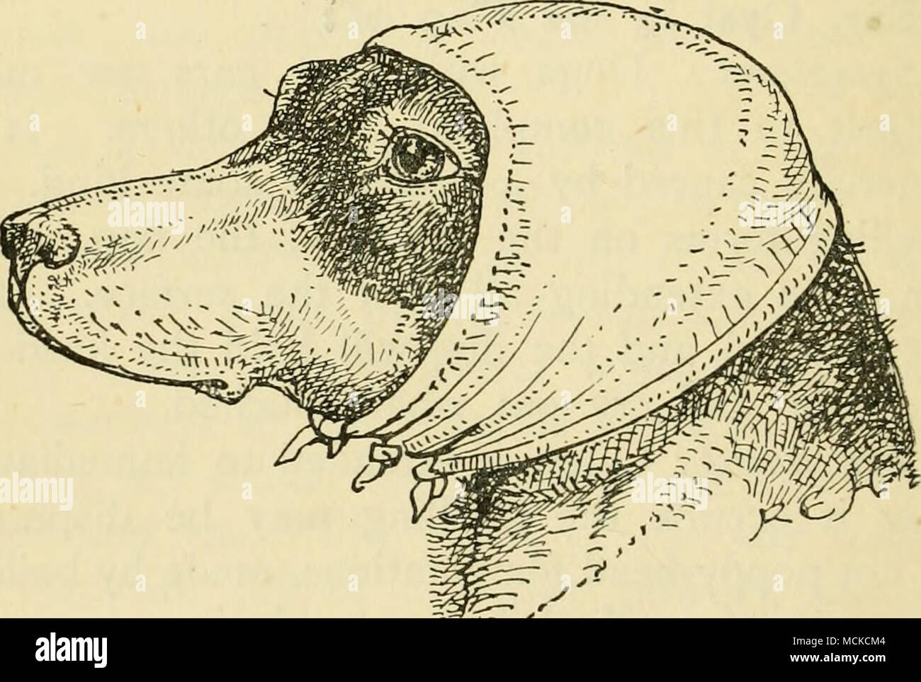 A cap to keep the ears at rest a when required put on in cases of canker It should not be Treatment The only treatment is to remove the growths by