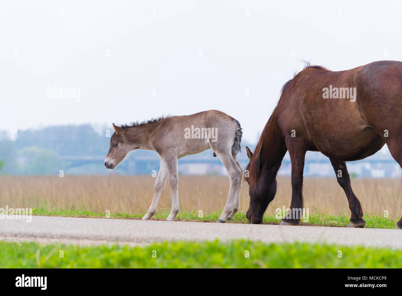 przewalski horses in the flood plains of the Waal river in the Netherlands Stock Photo