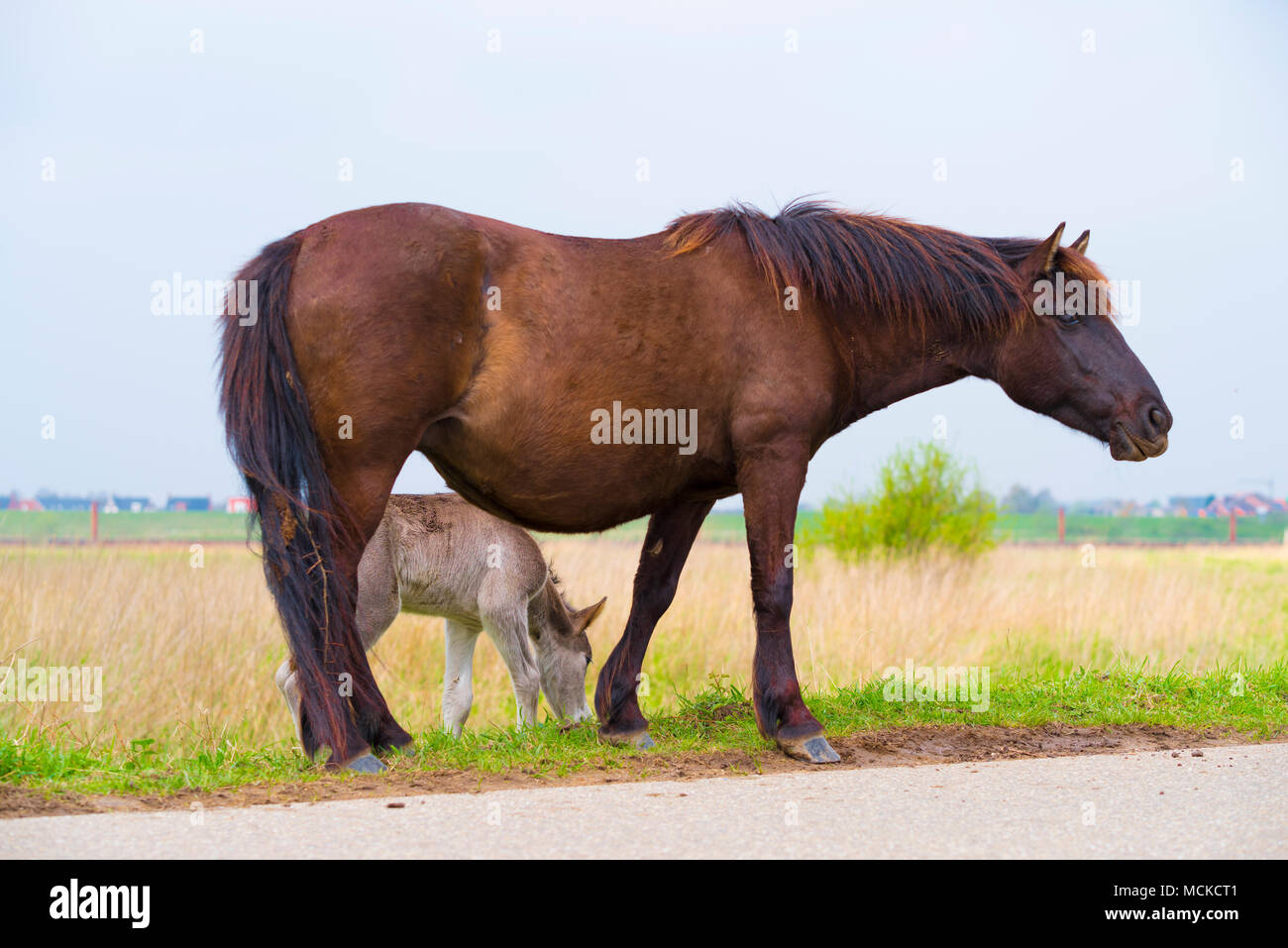 przewalski horses in the flood plains of the Waal river in the Netherlands Stock Photo