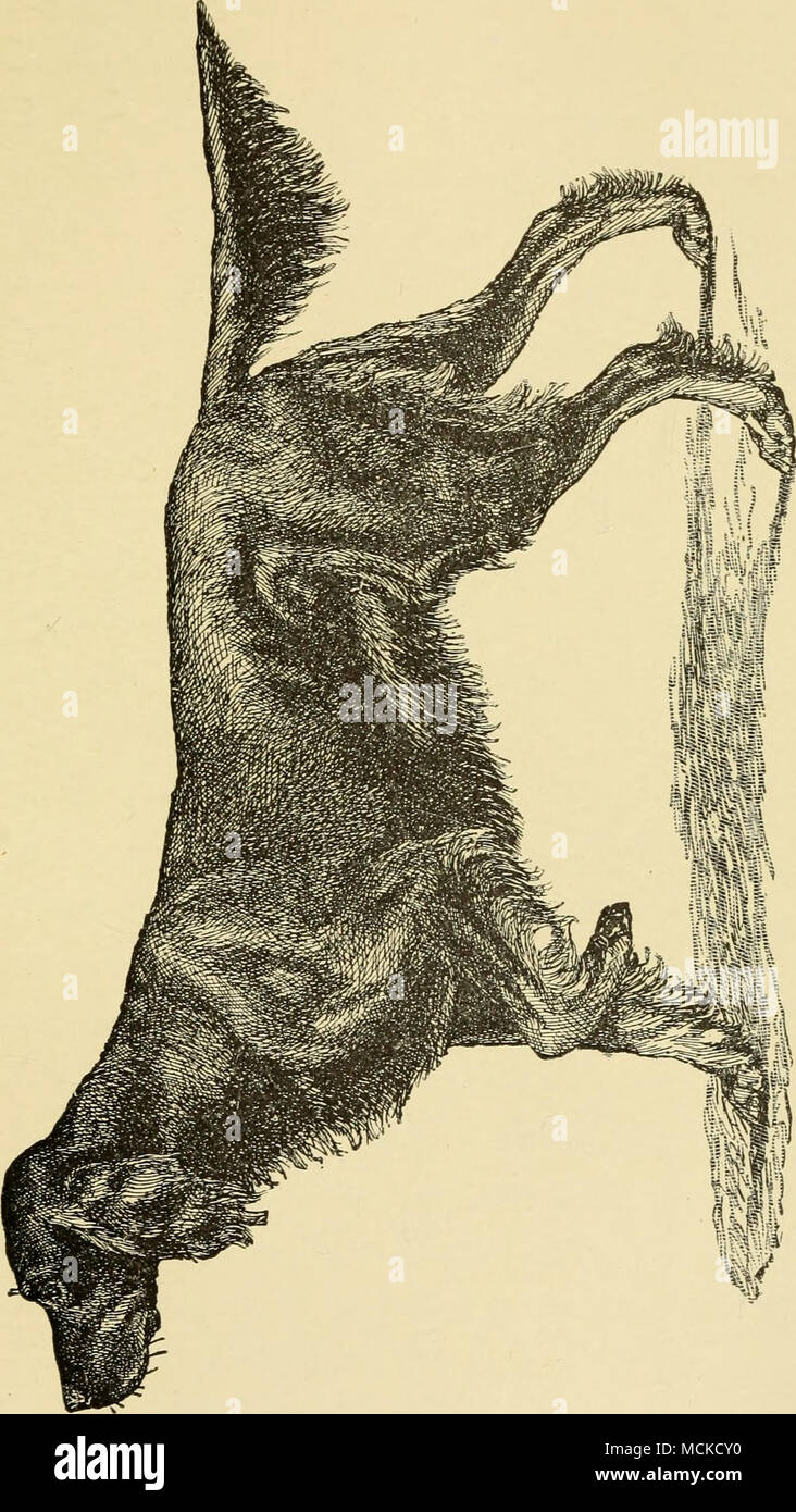 Mi Pm G It Lt K O I A W A M 4 Quot Quot V U O L Q Rt O 4 O Stock Photo Alamy
