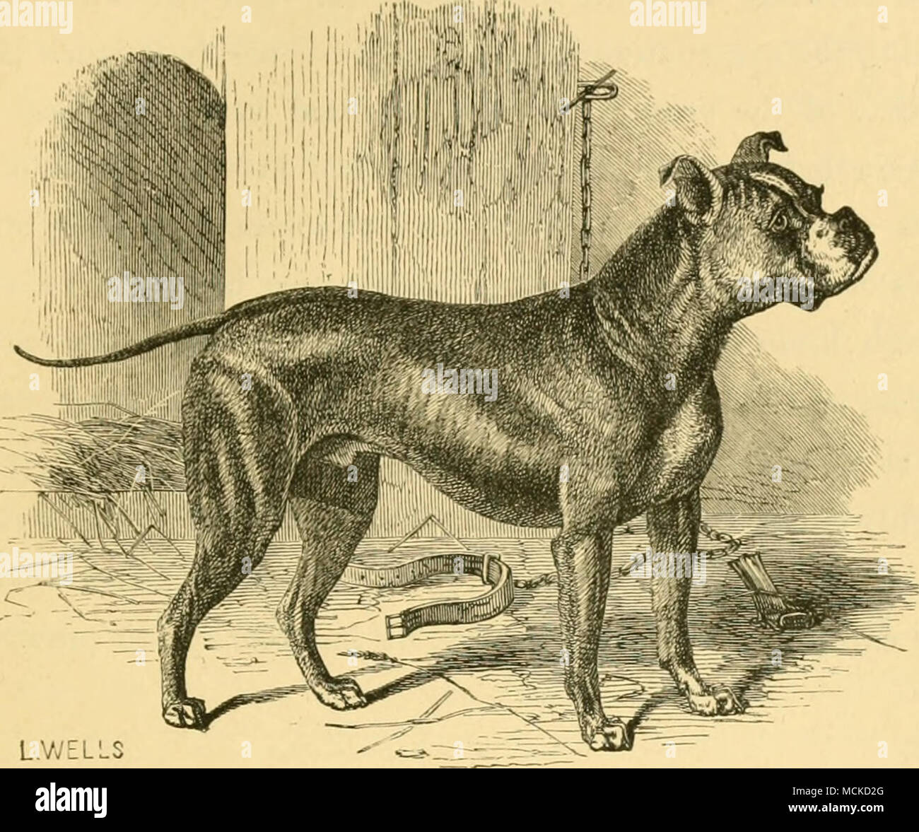 How Much Does A Dog Brain Weigh