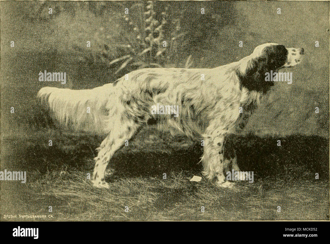 Melrose hotsell gordon setters