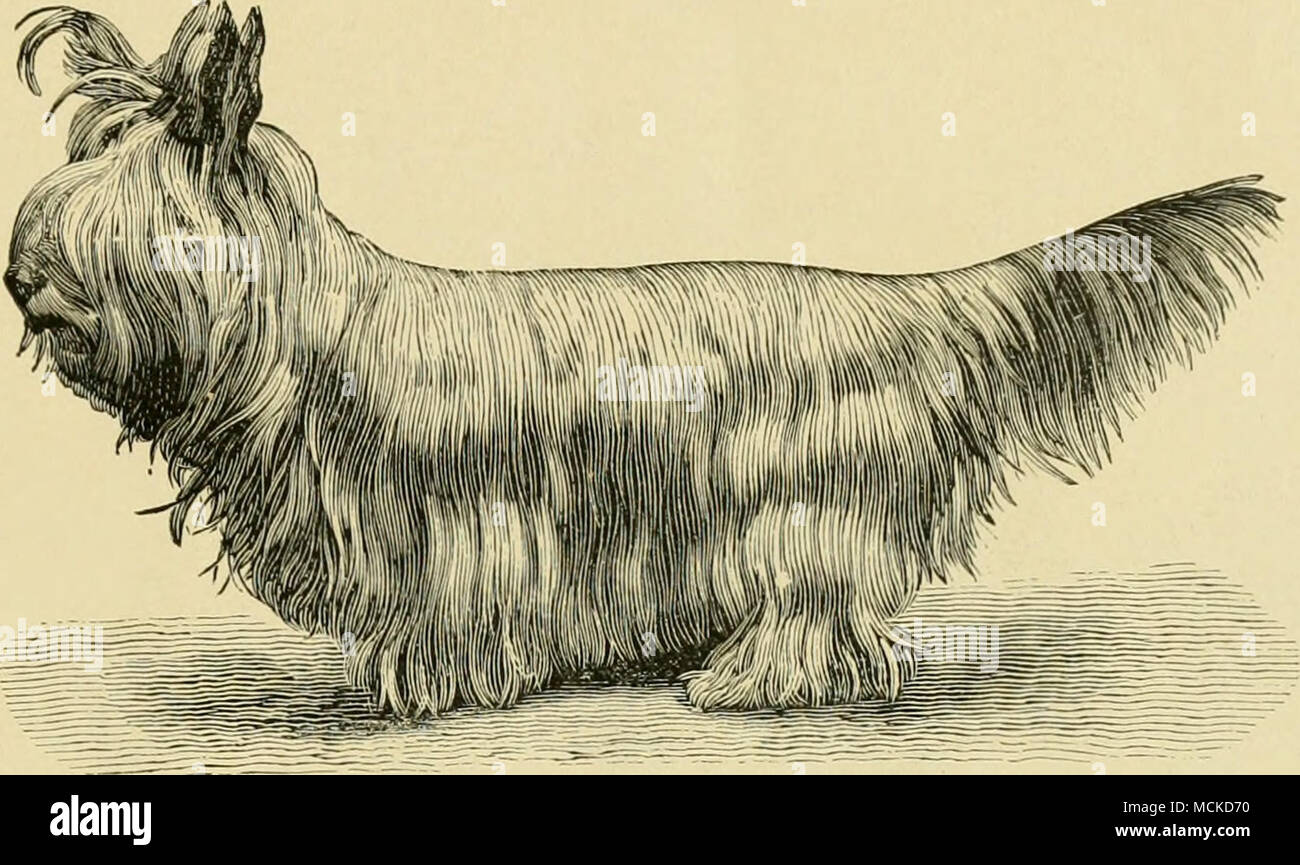 clydesdale terrier photos