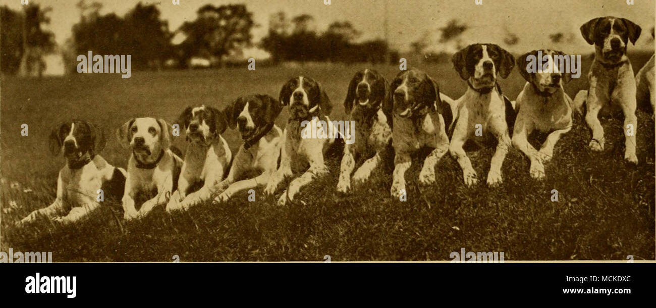 . A ROW OF TEN FROM THE TOPNOTCH KENNELS Stock Photo Alamy