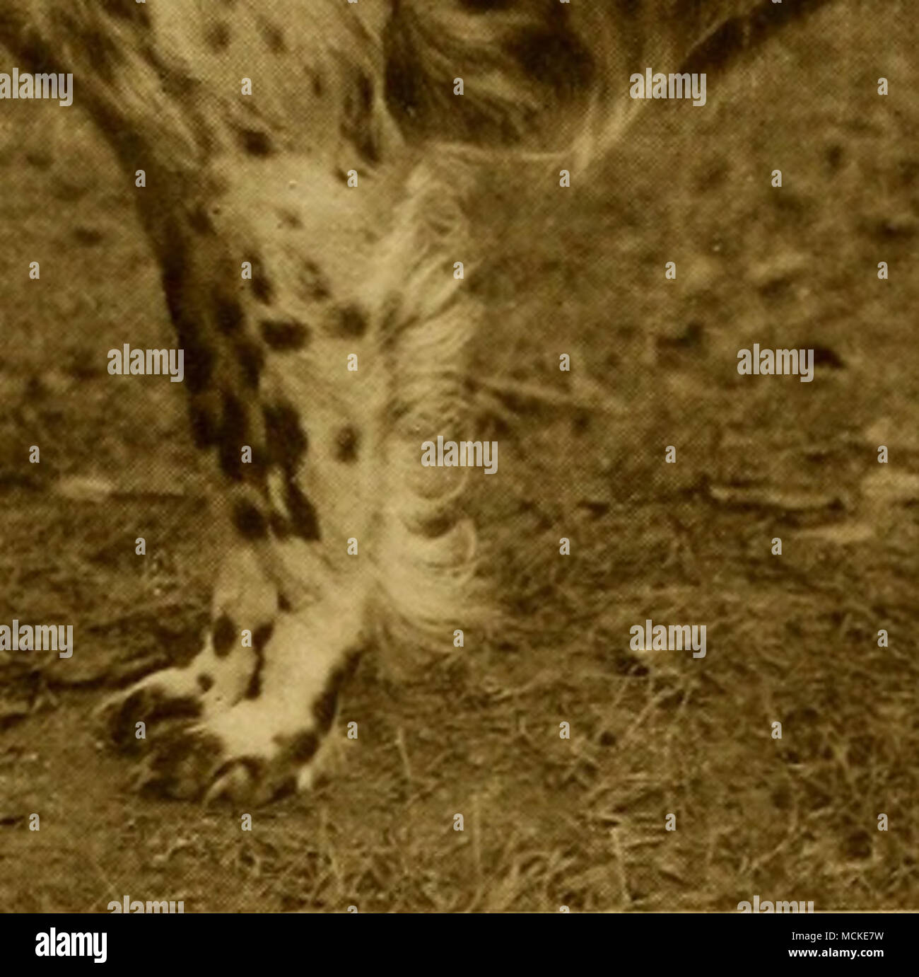 . V- ^ » Stock Photo