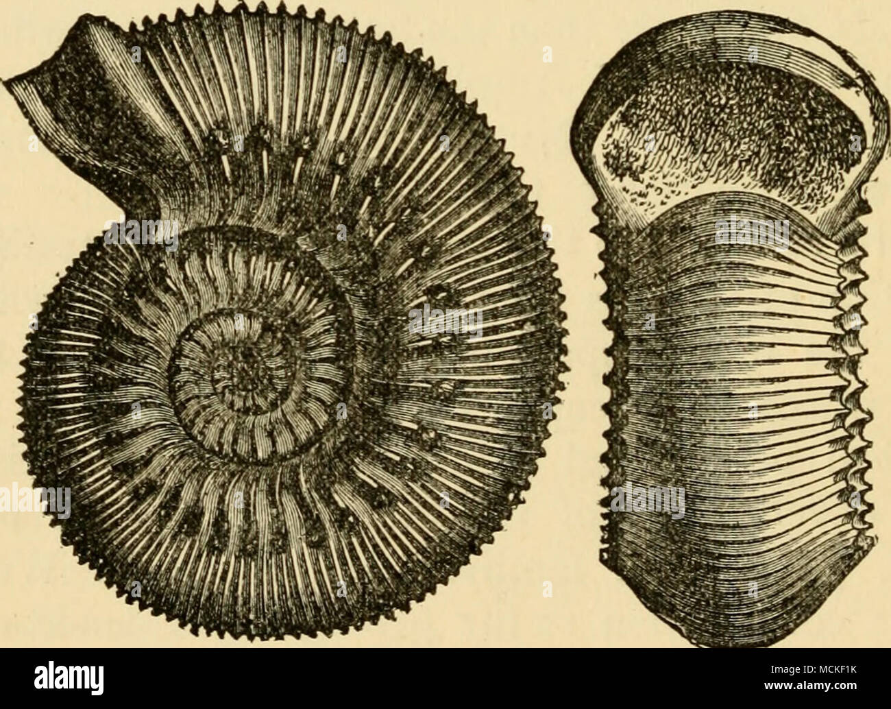 . Fig. 19. Ammonites Iluniphresianus. A form analogous to the Planulata. the shell ; that is to say, it gradually takes possession of the central turns also, as we trace the forms to higher strata. This reproduction in younger stages of life of modifications first occurring at a more advanced age, makes but slow progress, so that we see the older forms repeated with great persistency in the central turns. Frequently a modification of this sort has taken posses- sion of only a small part of the convolutions, when a new one already appears at the outside, and follows the Stock Photo