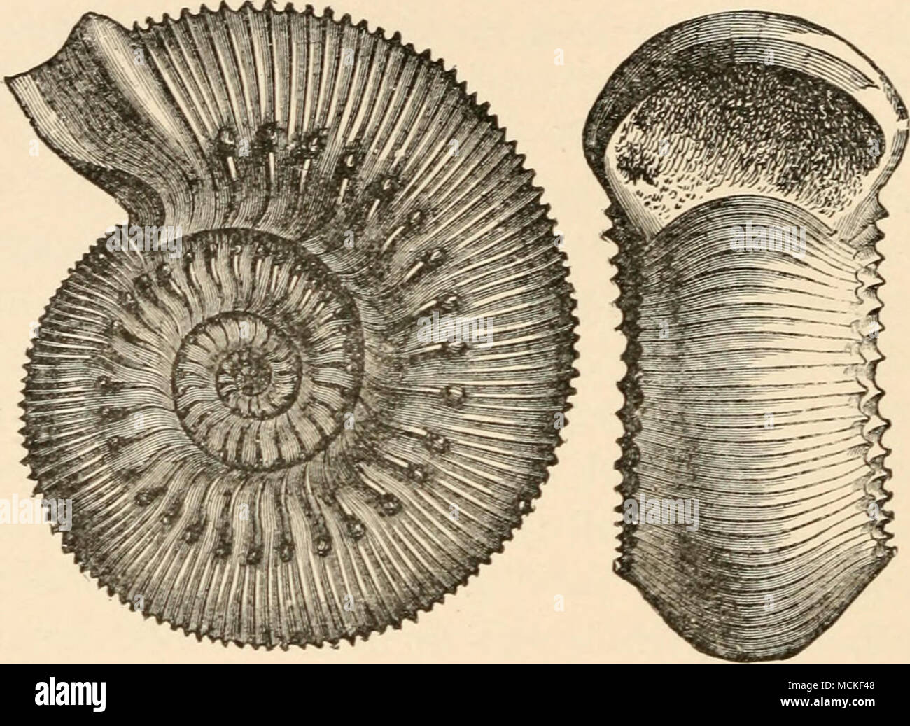 . Fig. 19. Ammoiiiles Huniphresianus. A form analogous to the Planulata. the shell ; that is to say, it gradually takes possession of the central turns also, as we trace the forms to higher strata. This reproduction in younger stages of life of modifications first occurring at a more advanced age, makes but slow progress, so that we see the older forms repeated with great persistency in the central turns. Frequently a modification of this sort has taken posses- sion of only a small part of the convolutions, when a new one already appears at the outside, and follows the Stock Photo